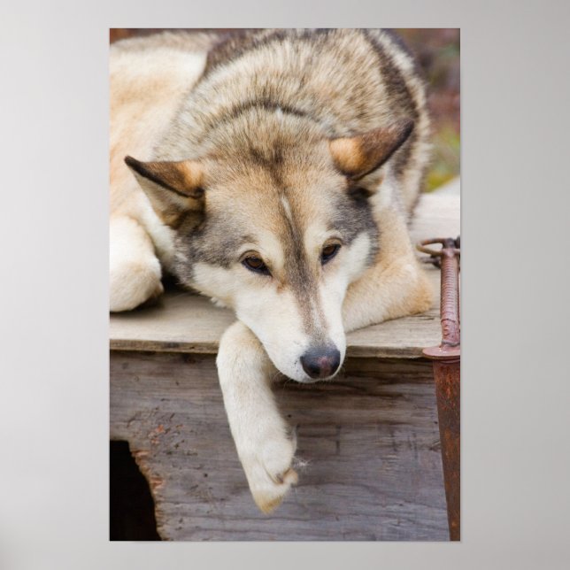 N.A., USA, Alaska. Husky slädhundar Poster (Framsidan)