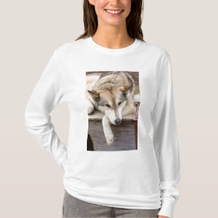 N.A., USA, Alaska. Husky slädhundar Tröja