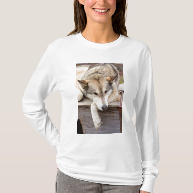 N.A., USA, Alaska. Husky slädhundar Tröja (Framsida)