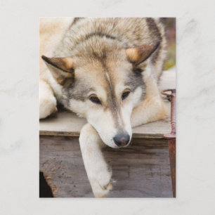 N.A., USA, Alaska. Husky slädhundar Vykort
