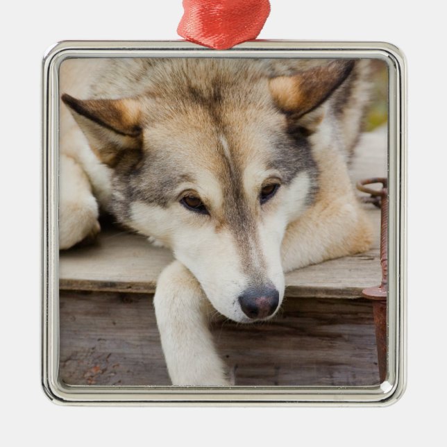 N.A., USA, Alaska. Husky sled hundar Julgransprydnad Metall (Framsidan)