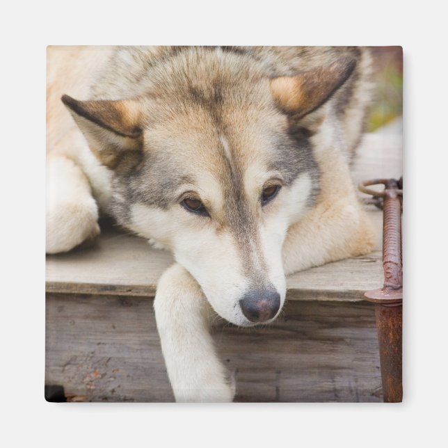 N.A., USA, Alaska. Husky sled hundar Magnet (Framsidan)