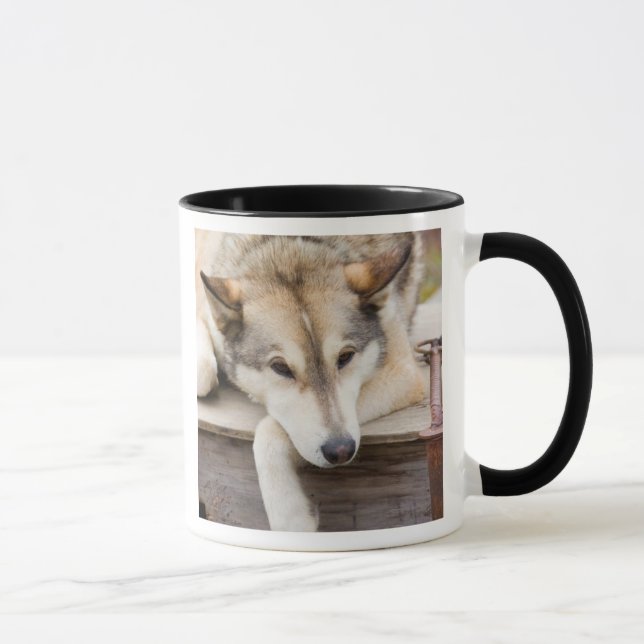 N.A., USA, Alaska. Husky sled hundar Mugg (Höger)