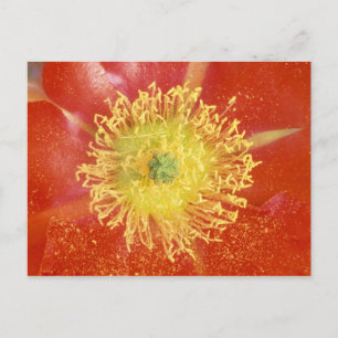 N.A., USA, Arizona, Casa Grande, NM, Desert Vykort