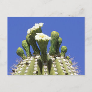 N.A., USA, Arizona, Tucson, Sonora Desert 2 Vykort