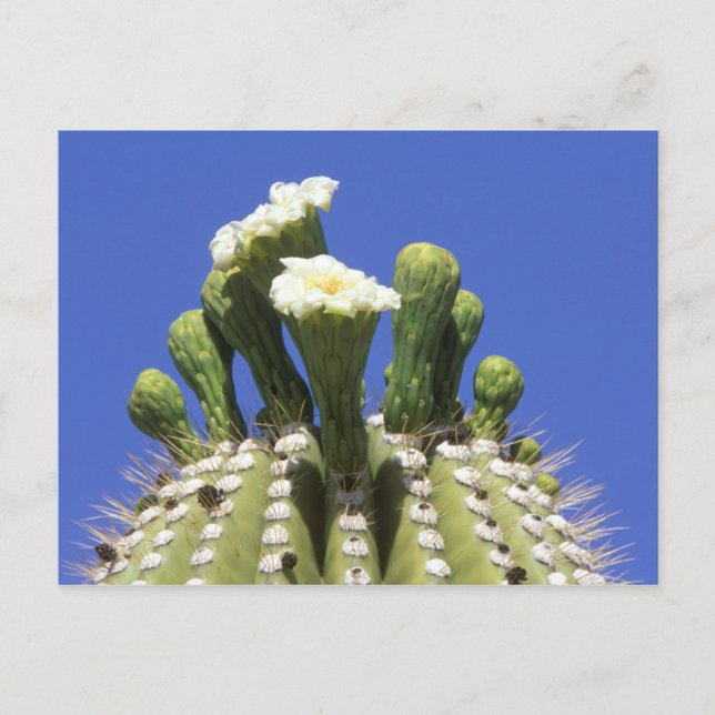 N.A., USA, Arizona, Tucson, Sonora Desert 2 Vykort (Framsida)