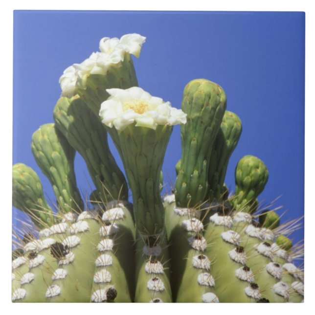 N.A., USA, Arizona, Tucson, Sonoraöknen 2 Kakelplatta (Framsidan)