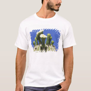 N.A., USA, Arizona, Tucson, Sonoraöknen 2 Tee