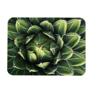 N.A., USA, Arizona, Tucson, Sonoraöknen Magnet