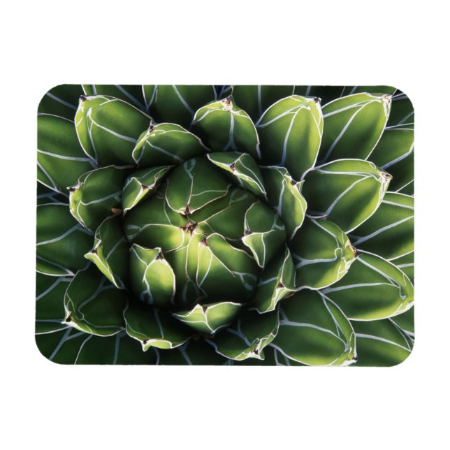 N.A., USA, Arizona, Tucson, Sonoraöknen Magnet (Horisontell)