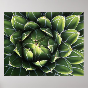 N.A., USA, Arizona, Tucson, Sonoraöknen Poster