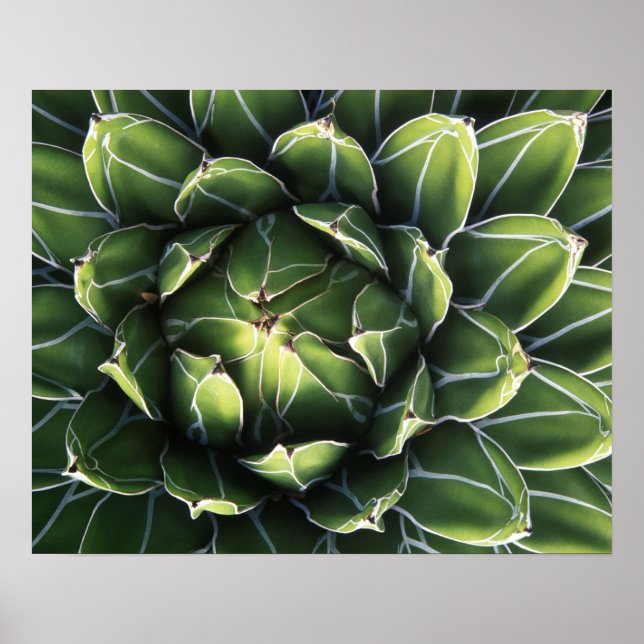 N.A., USA, Arizona, Tucson, Sonoraöknen Poster (Framsidan)