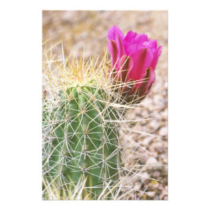N.A., USA, AZ, Phoenix, Desert Botanical 2 Fototryck