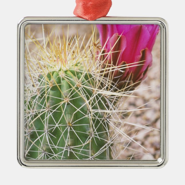 N.A., USA, AZ, Phoenix, Desert Botanical Julgransprydnad Metall (Framsidan)
