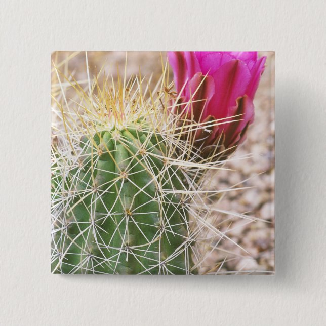 N.A., USA, AZ, Phoenix, Desert Botanical Knapp (Framsida)