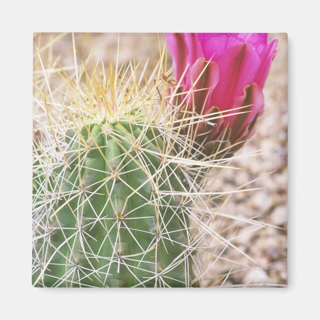 N.A., USA, AZ, Phoenix, Desert Botanical Magnet (Framsidan)