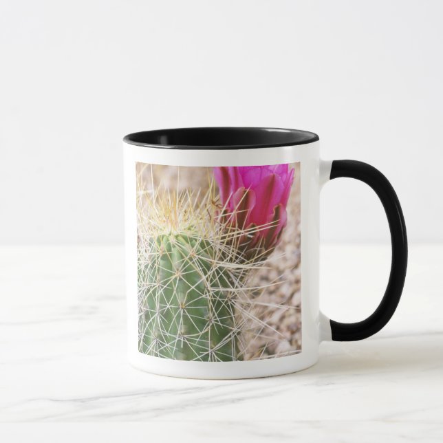 N.A., USA, AZ, Phoenix, Desert Botanical Mugg (Höger)