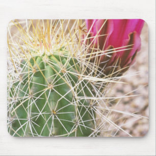 N.A., USA, AZ, Phoenix, Desert Botanical Musmatta