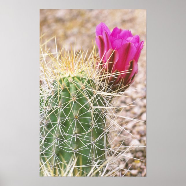 N.A., USA, AZ, Phoenix, Desert Botanical Poster (Framsidan)