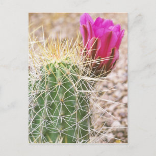 N.A., USA, AZ, Phoenix, Desert Botanical Vykort