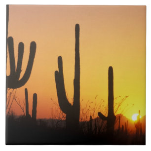 N.A., USA, AZ, Saguaro NP, Saguaro solnedgång Kakelplatta