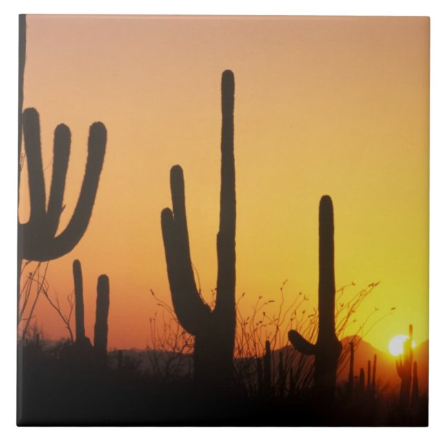 N.A., USA, AZ, Saguaro NP, Saguaro Sunset Kakelplatta (Framsidan)