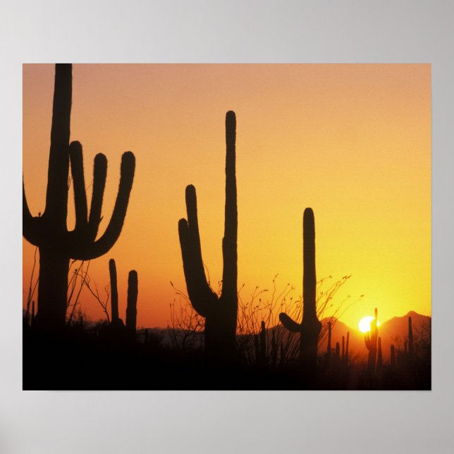 N.A., USA, AZ, Saguaro NP, Saguaro Sunset Poster (Framsidan)