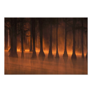 N.A., USA, Georgia, George Smith State Park. 2 Fototryck