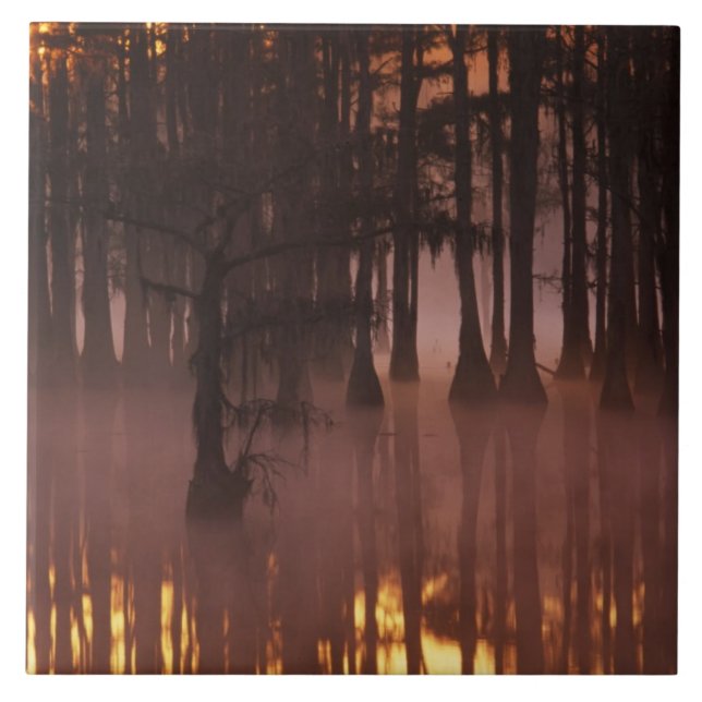 N.A., USA, Georgia, George Smith State Park. Kakelplatta (Framsidan)