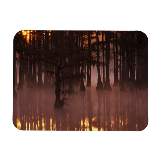 N.A., USA, Georgia, George Smith State Park. Magnet (Horisontell)