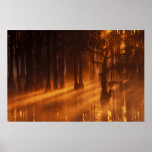 N.A., USA, Georgia, George Smith State Park. Poster