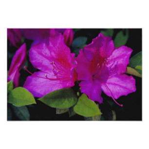 N.A. USA, Georgia, Savannah. Azalea i blom. Fototryck