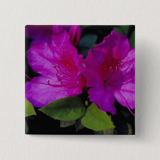 N.A. USA, Georgia, Savannah. Azalea i blomning. Knapp (Framsida)