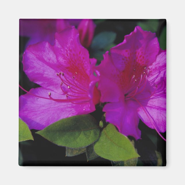 N.A. USA, Georgia, Savannah. Azalea i blomning. Magnet (Framsidan)