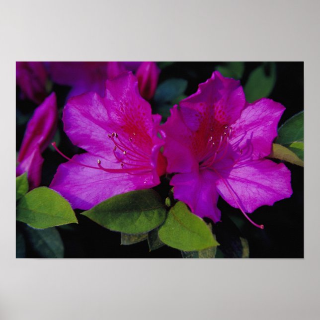 N.A. USA, Georgia, Savannah. Azalea i blomning. Poster (Framsidan)