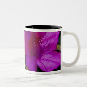 N.A. USA, Georgia, Savannah. Azalea i blomning. Två-Tonad Mugg