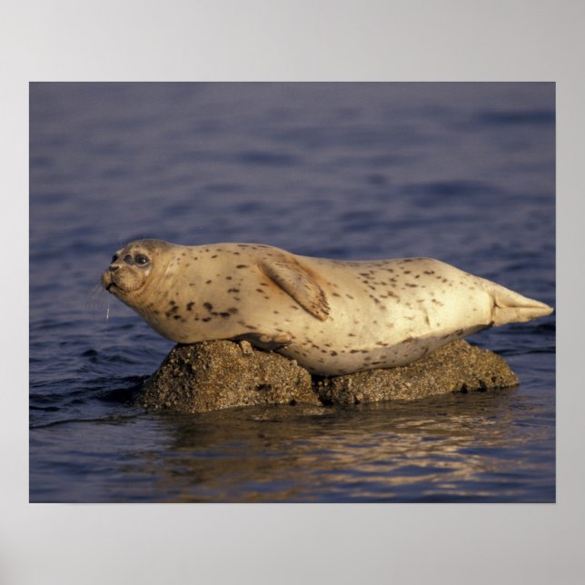 N.A., USA, Kalifornien, Monterey. Harbour Seal Poster (Framsidan)