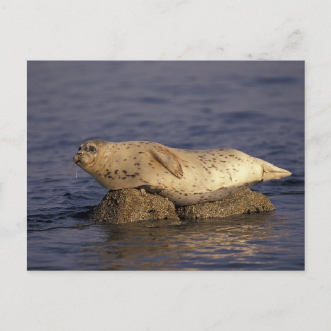 N.A., USA, Kalifornien, Monterey.  Knubbsäl Vykort (Framsida)