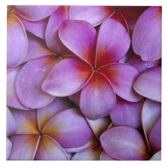 N.A., USA, Maui, Hawaii. Rosa Plumeria-blommar. Kakelplatta (Framsidan)