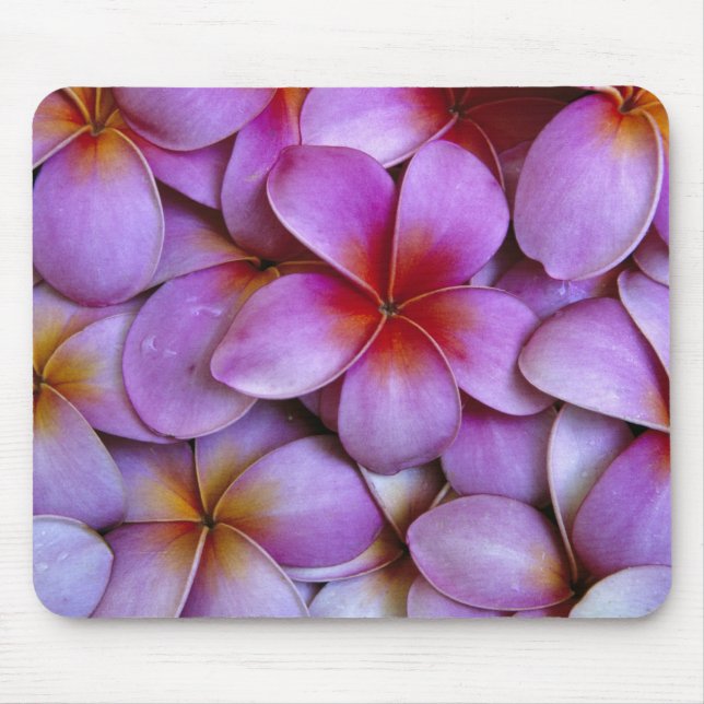 N.A., USA, Maui, Hawaii. Rosa Plumeria-blommar. Musmatta (Framsidan)