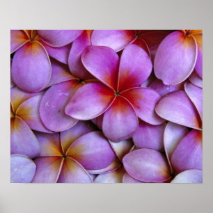 N.A., USA, Maui, Hawaii. Rosa Plumeria-blommar. Poster