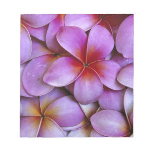N.A., USA, Maui, Hawaii. Rosa Plumeria-blommor. Anteckningsblock