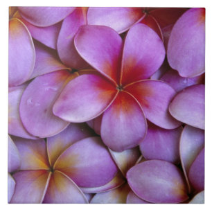 N.A., USA, Maui, Hawaii. Rosa Plumeria-blommor. Kakelplatta