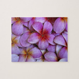 N.A., USA, Maui, Hawaii. Rosa Plumeria-blommor. Pussel