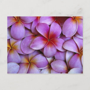 N.A., USA, Maui, Hawaii. Rosa Plumeria-blommor. Vykort