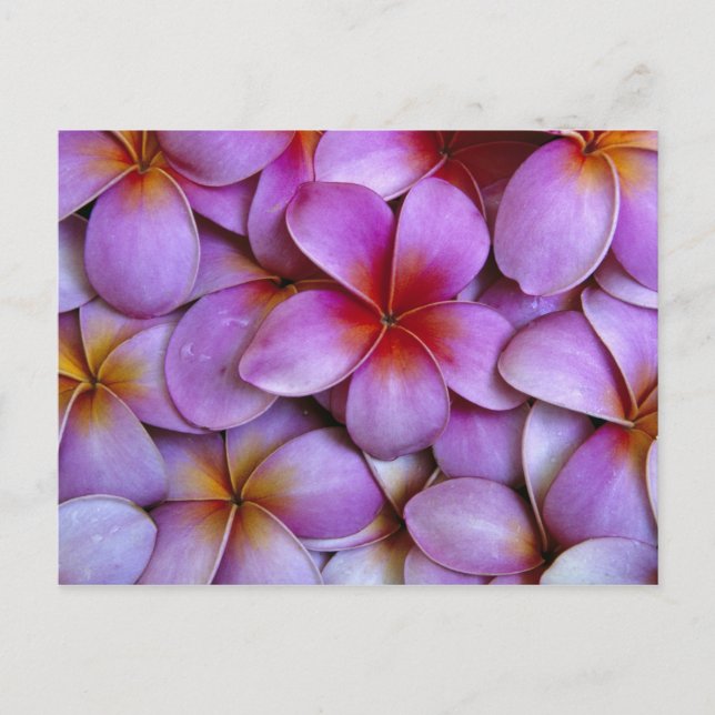 N.A., USA, Maui, Hawaii. Rosa Plumeria-blommor. Vykort (Framsida)