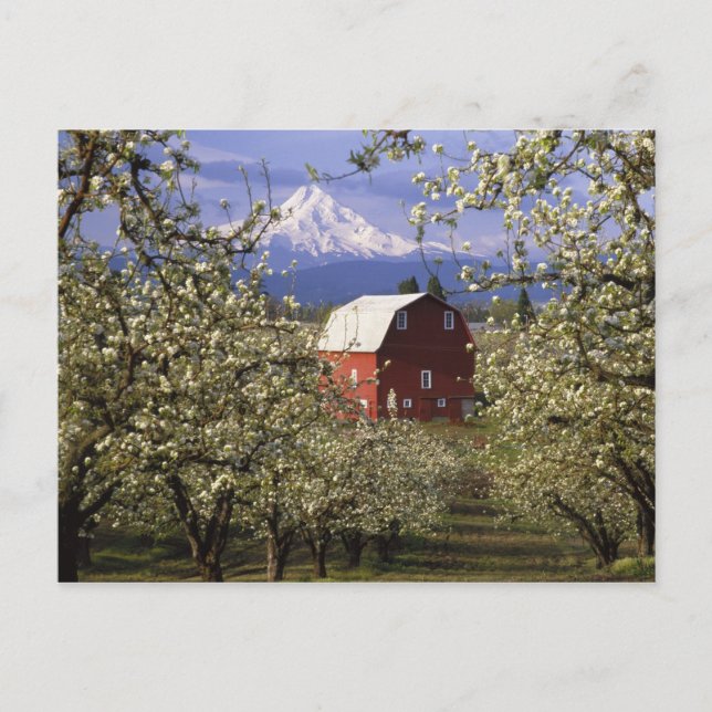 N.A., USA, Oregon, Hood River County. Röd Vykort (Framsida)