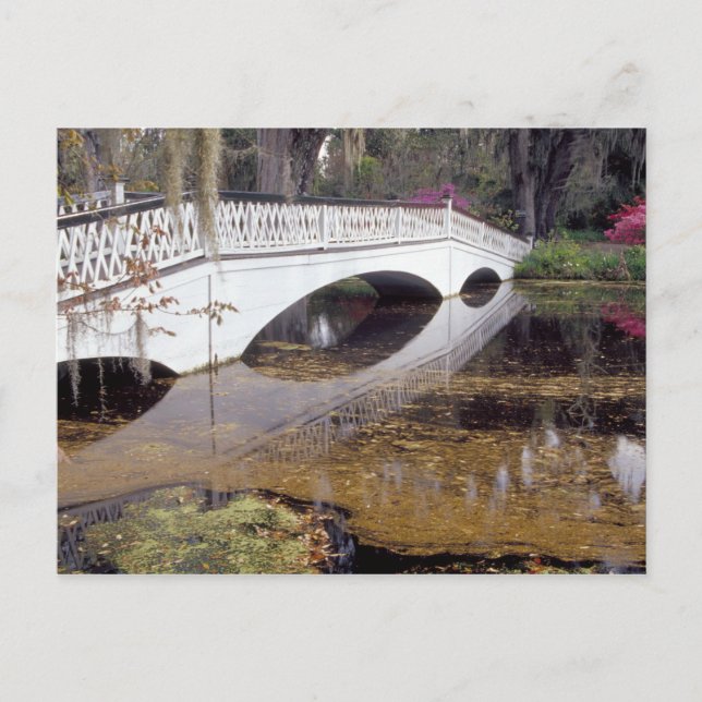 N.A., USA, South Carolina, Charleston. Magnolia Vykort (Framsida)