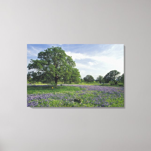 N.A, USA, Texas, Lake Buchanan, Oaks och Blue Canvastryck (Framsida)