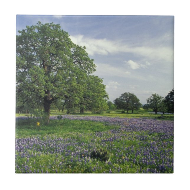 N.A, USA, Texas, Lake Buchanan, Oaks och Blue Kakelplatta (Framsidan)
